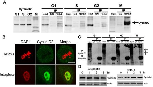Figure 2. FBXL2 targets cyclin D2 for ubiquitination during mitosis. (A) MLE cells were synchronized to each cell phase followed by coimmunoprecipitation of endogenous FBXL2 and then cyclin D2 immunoblotting. (B) Cells were immunostained for cyclin D2 and counterstained with DAPI to visualize nucleus. (C) In vivo ubiquitination assays. Polyubiquitinated cyclin D2 was detected during cell-cycle progression by immunoprecipitation of endogenous cyclins followed by immunoblotting for ubiquitin. The arrows show polyubiquitinated cyclin D2. (D) Cyclin D2 levels in cells treated with leupeptin or MG132. The data from each panel represent at n = 2 separate experiments.