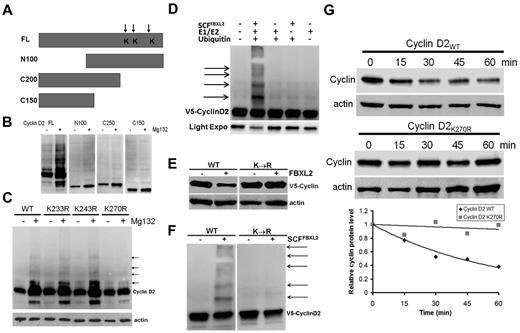 Figure 3. Cyclin D2 is polyubiquitinated at carboxyl-terminal acceptor sites. (A) Diagram of cyclin D2 deletion mutants constructed. Arrows indicate putative ubiquitin receptor sites. (B) V5-immunoblotting for levels of full-length (FL) or truncated cyclin D2 constructs after cellular expression and culture of cells in the absence (−) or presence (+) of MG132. (C) Cells were transfected with cyclin D2 point mutants before culture in the absence (−) or presence (+) of MG132. Immunoblotting was then performed for detection of accumulated (polyubiquitinated) cyclin D2 proteins in cells. The arrows indicate lack of polyubiquitinated signals after expression of the cyclin D2K270R construct. (D) In vitro ubiquitination assays. Purified SCF complex components were incubated with V5-cyclin D2 and the full complement of ubiquitination reaction components (second lane from left) showing polyubiquitinated cyclin D2. (E) Cyclin D2 protein levels in cells after cotransfection with either WT cyclin D2 or Lys270R cyclin D2 with or without ectopic FBXL2 expression. (F) In vitro ubiquitination assays. Purified SCF complex were incubated with WT V5-cyclin D2, or a Lys270R V5-cyclin D2 mutant and the full complement of ubiquitination reaction components. (G) Cyclin D2 protein half-life determination using cyclohexamide after expression of WT V5-cyclin D2, or Lys270R (V5-cyclin D2) mutant (data are from n = 2 experiments).