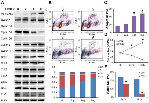 Figure 4. FBXL2 inhibits cell-cycle progression in transformed B-lymphoblastoid cells. (A) Immunoblotting showing levels of cyclins, CDKs, and negative control proteins, actin, and Erk after control (0) plasmid or ectopic FBXL2 expression. (B-C) FACS analysis in cells transfected with either empty plasmid or with increasing amount of FBXL2 plasmid. (D-E) Proliferation and viability studies of HCC1739 BL cells after FBXL2 overexpression. HCC1739 BL cells were transfected with FBXL2 for either 24 hours or 48 hours, cells were stained with trypan blue, and viable cells were analyzed by cell counting and graphed. n = 3 experiments, in control (C) #P < .01 versus empty plasmid, in panel D *P < .01 versus 0 hours, and in panel E *P < .01 versus control (CON).