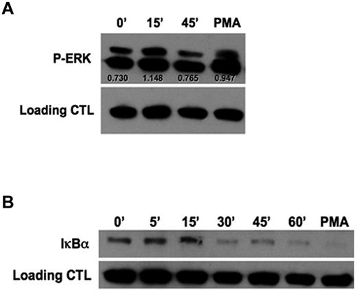 Figure 4. Tim-3 engagement induces IκBα degradation and ERK activation. (A-B) Purified PB NK cells were cross-linked with plate-bound anti–Tim-3 mAb for the indicated times. Cells were stimulated with phorbol 12-myristate 13 acetate (PMA) for 15 minutes as a positive control. (A) Western blot analysis of ERK phosphorylation. Scanning densitometry was used to determine the relative expression levels of protein after normalizing to β-actin as a loading control. (B) Western blot analysis of total IκBα degradation. Data in panels A and B are representative of 4 independent experiments.