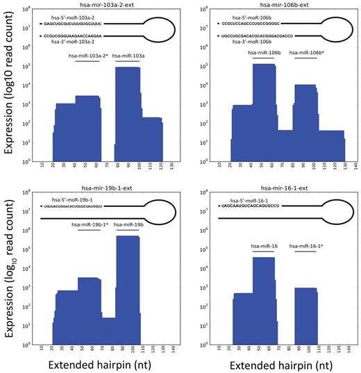 Figure 5. Selected examples of moRNA expression and sequence. Plots show the number of reads per nucleotide position mapping in extended hairpin loci expressing miRNAs and moRNAs.