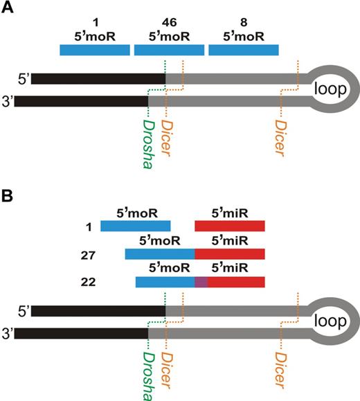 Figure 6. Analysis of 5′-moRNA position provides clues about moRNA biogenesis. 5′-moRNA position relative to miRNA hairpin precursor (A) and to the mature miRNA expressed from the same hairpin arm (B). The number of expressed moRNA falling in each category is indicated close to the corresponding example.
