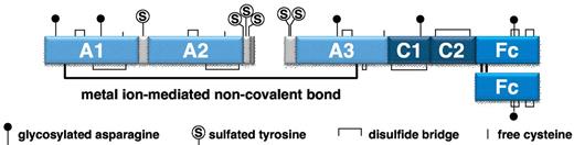 Figure 1. Schematic representation of rFVIIIFc monomer.
