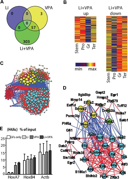 Figure 5. Stem/progenitor cell gene expression profile synergistically preserved by VPA + Li. (A) Venn diagram representation of significantly differentially expressed genes on Li, VPA, or VPA + Li treatment. Venn diagram were created with Venny.49 (B) Rank-based heat maps of expression levels of genes up-regulated or down-regulated by VPA + Li in 4 freshly isolated cell types, stem (LSK), progenitor (L−S−K+), myeloid (Gr1+), and erythroid (Ter119+) cells. Heat maps were created with Genesis Version 1.7.6 software.50 (C) Graphic representation of gene networks affected by VPA + Li. For similarity measure, Pearson correlation was used with a threshold of > 0.85 (FDR P < .1).30 The network consists of nodes (genes) and edges (biologic relations between nodes). Size of nodes correspond to amount of connection of a particular node with other nodes. Nodes are color-coded according to their expression abundance in 4 distinct cells types, green nodes refer to genes that are preferentially expressed in stem cells (LSK), yellow nodes shows genes active in progenitors (L−S−K+), blue nodes are prevalent in mature myeloid cells (Gr1+), and purple nodes are expressed in mature erythroid cells (Ter119+). Lines represent correlations of particular genes with others, blue lines represents negative correlations, and red lines indicate positive correlations. Nodes with < 1 connection were removed. (D) TF networks significantly changed by VPA + Li treatment. This graph shows essentially the same data as those in panel C, but now only for transcriptional regulators. All network visual representation were performed with Gephi Version 0.8 beta software.31 (E) Acetylation status of histone H4 at promoter regions of HoxA7 and HoxB4 genes. β-actin was used as a housekeeping gene control for ChIP experiments.