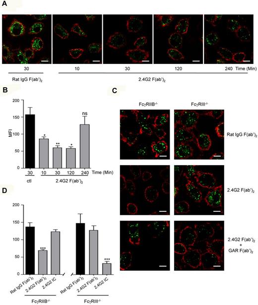 Figure 1. Bivalent crosslinking of mouse FcγRIII inhibits acLDL endocytosis. (A) Cultured BMM (5 × 105/well) derived from FcγRIIB−/− mice were treated with lipopolysaccharide (LPS; 100 ng/mL) for 12 hours to induce MARCO expression. Cells were preincubated with 2.4G2 F(ab′)2 anti-FcγRII/III (10 μg/mL) or irrelevant rat IgG F(ab′)2 for the indicated times at 37°C, followed by incubation with Alexa Fluor 488–coupled acLDL for 30 minutes to allow endocytosis. Cells were then stained with CD11b-biotin and streptavidin-Alexa 568 on ice for 20 minutes to delineate the cell surface before confocal microscopy. Scale bars: 5 μm. (C) LPS-primed BMMs from FcγRIIB−/− or FcγRIII−/− were treated with irrelevant rat IgG F(ab′)2 (10 μg/mL) or with 2.4G2 F(ab′)2 (10 μg/mL) alone or 2.4G2 F(ab′)2 plus goat anti–rat F(ab′)2 (GAR at 40μg/mL) for 30 minutes at 37°C and acLDL endocytosis was induced as before. Representative merged optical sections are presented showing internalized acDL inside the cells. Scale bars: 5 μm. (B-D) Quantitative analysis of acLDL endocytosis experiments performed in panels A and C, respectively. Green mean fluorescence intensity (MFI) inside each cell was quantified using LSM510 analysis software that analyzes specific pixels in at least 5 confocal microscope fields (*P < .05, **P < .01, ***P < .001; n = 5; nonparametric Mann-Whitney test).