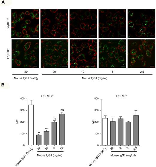 Figure 2. Monomeric mouse IgG1 inhibits acLDL endocytosis through FcγRIII. (A) LPS-primed BMMs (5 × 105/well) derived from FcγRIIB−/− or FcγRIII−/− mice were preincubated with mouse IgG1 or mouse IgG F(ab′)2 at the indicated concentrations at 37°C for 30 minutes, followed by incubation with Alexa Fluor 488–coupled acLDL to allow endocytosis. Cells were then stained with CD11b-biotin and streptavidin–Alexa 568 on ice for 20 minutes to delineate the cell surface before endocytosis examination by confocal microscopy. Endocytosis was measured using confocal microscopy. Representative merged optical sections are presented showing internalized acLDL inside the cell. Scale bars: 5 μm. (B) Quantitative analysis of acLDL endocytosis experiments performed in panel A. Green MFI inside each cell was quantified using LSM510 analysis software that analyzes specific pixels in at least 5 confocal microscope fields (*P < .05, **P < .01, ***P < .001; n = 5; nonparametric Mann-Whitney test).