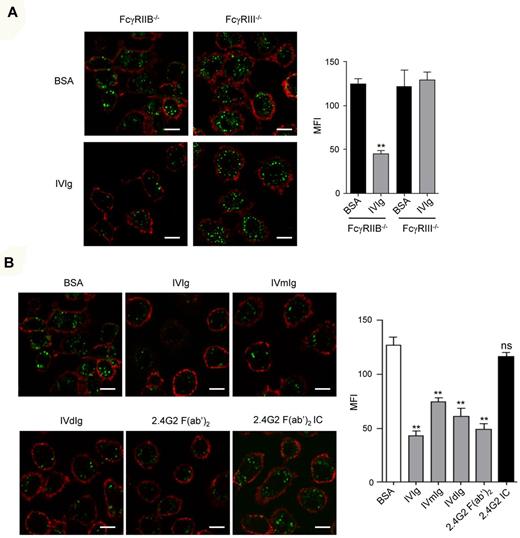 Figure 3. Human IVIg inhibits acLDL endocytosis through FcγRIII. (A) LPS-primed BMM from FcγRIIB−/− or FcγRIII−/− mice were incubated with IVIg (18 mg/mL) or with BSA (18 mg/mL) for 30 minutes at 37°C. Alexa Fluor 488–coupled acLDL was added to allow endocytosis for 30 minutes followed by plasma membrane staining using anti-CD11b–biotin and streptavidin–Alexa 568 before confocal analyses. Left panels show representative merged optical sections of internalized acDL inside the cell. Scale bars: 5 μm. Right panel indicates quantification of acLDL endocytosis using green MFI inside each cell as quantified by LSM510 analysis software that analyzes specific pixels in at least 5 confocal microscope fields (**P < .01; nonparametric Mann-Whitney test). (B) LPS-primed BMMs from FcγRIIB−/− mice were preincubated with 10 mg/mL unfractionnated IVIg, with HPLC-purified monomeric (IVmIg) or HPLC-purified dimeric IVIg (IVdIg) or BSA as a control. Cells were also preincubated with 10 μg/mL of 2.4G2 F(ab′)2 or immune complexes (IC) made of 2.4G2 F(ab′)2 (10 μg/mL) plus goat anti–rat F(ab′)2 (GAR at 40μg/mL) for 30 minutes at 37°C. Endocytosis was induced by addition of Alexa Fluor 488–coupled acLDL. The plasma membrane was stained with CD11b-biotin and streptavidin–Alexa 568 on ice for 20 minutes and cells were analyzed using confocal microscopy. Representative merged optical sections are presented showing internalized acDL inside the cell. Scale bars: 5 μm. Green mean fluorescence intensity (MFI) inside each cell was quantified (right panel) using LSM510 image examiner software that analyzes specific pixels in at least 5 confocal microscope fields (**P < .01; n = 5; nonparametric Mann-Whitney test).