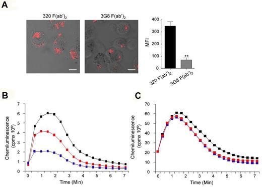 Figure 4. Bivalent crosslinking of human monocyte/macrophage-expressed FcγRIIIA but not neutrophil-expressed FcγRIIIB inhibits bacterial phagocytosis and ROS production. (A) Human alveolar macrophages (5 × 105) were allowed to adhere on glass cover slips for 12 hours at 37°C followed by preincubation with 10 μg/mL anti–human FcγRIII F(ab′)2 (3G8) or irrelevant F(ab′)2 (320) for 30 minutes at 37°C. Phagocytosis assay was initiated by addition of alexa fluor 594-coupled S aureus for 30 minutes at 37°C and evaluated by confocal microscopy. Representative merged optical sections are presented showing internalized S aureus inside the cell. Scale bars: 5 μm. Internalized S aureus were quantified by determining red MFI inside each cell using LSM510 image analysis software (**P < .01; n = 3; nonparametric Mann-Whitney test). (B) Human blood monocytes (5 × 105 cells/0.5 mL Hanks buffer) were preincubated with the indicated concentration of 3G8 F(ab′)2 or 10 μg/mL of irrelevant 320 F(ab′)2 for 30 minutes at 37°C before cell activation with fLMF (10−6M), and luminol-amplified chemiluminescence was measured. (C) Human neutrophils (5 × 105 cells/0.5 mL Hanks buffer) were preincubated with the indicated concentrations of 3G8 F(ab′)2 or 10 μg/mL of irrelevant 320 F(ab′)2 for 30 minutes at 37°C before cell activation with fLMF (10−6M), and luminol-amplified chemiluminescence was measured. Blue and red curves represent 3G8 F(ab′)2 anti-FcγRIII at 10 and 5 μg/mL, respectively, whereas black curves indicate the control 320 F(ab′)2 at 10 μg/mL.