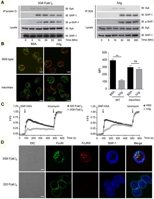 Figure 6. Monovalent and bivalent targeting of FcγRIII induce SHP-1 dependent ITAMi signaling and inhibisome formation. (A) huFcγRIII+ RBL-2H3 transfectants were incubated with either 3G8 F(ab′)2 (10 μg/mL) or IVIg (10 mg/mL) for the indicated times at 37°C. Cells were solubilized in 1% digitonin lysis buffer and immunoprecipitated with sepharose-coupled protein G sepharose (left panel) or with 3G8 F(ab′)2 fragment coupled to CNBr-activated sepharose 4B (right panel), and then immunoblotted (IB) with anti-SHP1 or anti-Syk antibodies. Total lysates were analyzed for SHP-1 phosphorylation by immunoblotting with anti-phospho–SHP-1 (p-SHP1) antibody. The amounts of SHP-1 and Syk in lysates were analyzed in parallel using anti–SHP-1 or anti-Syk antibodies. (B) LPS-primed BMMs from WT and mev/mev mice were incubated with IVIg (18 mg/mL) or with BSA (18 mg/mL) for 30 minutes at 37°C. Alexa Fluor 488–coupled acLDL was added to allow endocytosis for 30 minutes followed by plasma membrane staining using anti-CD11b–biotin and streptavidin–Alexa 568 before confocal analyses. Left panels show representative merged optical sections of internalized acLDL inside the cell. Scale bars: 5 μm. Right panel indicates quantification of acLDL endocytosis using green MFI inside each cell as quantified by LSM510 analysis software that analyzes specific pixels in at least 5 confocal microscope fields (**P < .01; nonparametric Mann-Whitney test). Data are representative for at least 3 independent experiments. (C) IgE-sensitized huFcγRIII+ RBL-2H3 transfectants were incubated with either 3G8 F(ab′)2 (10 μg/mL) or IVIg (10 mg/mL) for 30 minutes at 37°C. Free intracellular Ca2+ was assessed after cell activation with DNP-HSA (0.1 μg/mL). After 7 minutes transfectants were stimulated with 1μM ionomycin to determine maximal calcium uptake (n = 30 cells in each group). (D) Alexa 488–IgE sensitized huFcγRIII+ RBL-2H3 transfectants were incubated for 30 minutes with etheir biotinylated 3G8 F(ab′)2 or biotinylated 320 F(ab′)2 at 10 μg/mL before addition of DNP-HSA antigen for 10 minutes. Cells were then fixed, permeabilized and further incubated with rabbit anti–SHP-1 antibodies followed by goat anti–rabbit Alexa Fluor 647. For detection of FcγRIII, Alexa Fluor 568–conjugated steptavidin was used. Receptors (FcϵRI in green, FcγRIII in red) and SHP-1 (in blue) were analyzed by confocal microscopy. DIC and representative single optical sections through individual cells, as well as the merged images (xy planes), are presented. Scale bars: 5 μm. Data are representative of at least 3 independent experiments.