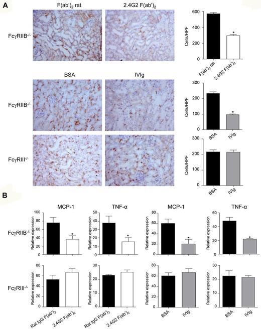 Figure 7. FcγRIII targeting by IVIg and 2.4G2 F(ab′)2 reduces nonimmune inflammatory response in FcγRIIB−/− mice, but not in FcγRIII−/− mice. (A) FcγRIIB−/− or FcγRIII−/− Balb/c mice were injected intraperitonealy with 2.4G2 F(ab′)2 (100 μg/20 g; top panel) or IVIg (40 mg/20 g; bottom panels), or their controls rat IgG F(ab′)2 or BSA, respectively, as indicated. After 24 hours, mice were subjected to surgery for unilateral ureteral obstruction on their left side and 2.4G2 or IVIg or control treatments were continued at 48-hour intervals until day 8 when animals were killed and kidney sections were analyzed. Photographs show immunohistologic staining of CD11b-positive cells in obstructed left kidneys. Corresponding quantitative analysis of infiltrating cells of several animals (n = 6) is shown on the right. (*P < .05,**P < .01; nonparametric Mann-Whitney test). (B) Expression of MCP-1 and TNFα mRNA were analyzed by quantitative real-time PCR in obstructed kidney from mice treated with either IVIg or 2.4G2 F(ab′)2 (white bar) or with their control treatment BSA or rat IgG F(ab′)2 (black bar). Data represent relative mRNA expression levels of obstructed versus controlateral kidneys after normalization to GADPH (*P < .05; nonparametric Mann-Whitney test).