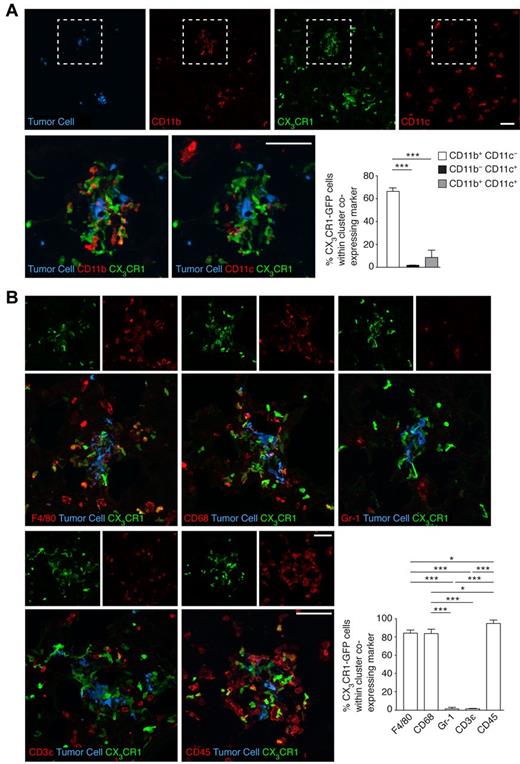 Figure 3. Characterization of the myeloid cells recruited to the tumor cells. (A) Cx3cr1gfp/+ mice were intravenously injected with 5 × 105 CMRA-stained B16F10-wt cells (blue). At 8 hours, lungs were isolated and analyzed by immunohistochemistry. Representative images, acquired with a confocal microscope, from a double staining for CD11b (red, ELF97) and CD11c (red, APC) are shown. The percentage of CX3CR1-GFP cells within a cluster that coexpressed CD11b, CD11c, or both markers was analyzed; n = 3 mice; ≥ 10 clusters per mouse analyzed (1-way ANOVA and Tukey test). White boxes define areas enlarged in panels below. (B) Representative images, acquired with a confocal microscope, of sections from panel A stained for the presence of F4/80, CD68, Gr-1, CD3ϵ, and CD45 (all red, AlexaFluor-633) and the percentage of CX3CR1-GFP cells within the clusters that coexpressed these markers; n = 3 mice; ≥ 10 clusters per mouse analyzed for each marker (1-way ANOVA and Tukey test). (A-B) Data are mean + SD. *P < .05. ***P < .001. Scale bars represent 50 μm.