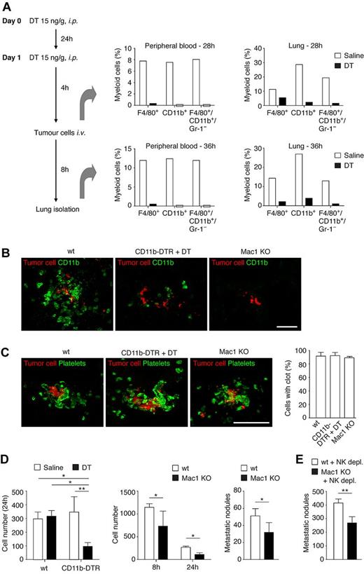 Figure 4. Impairment of macrophage function reduces tumor cell survival despite clot formation. (A) Experimental design for the ablation of macrophages in CD11b-DTR mice. DT was administered intraperitoneally (15 ng/g) on 2 consecutive days. Control mice were injected with saline at the same time points. Four hours after the second administration of DT or saline, 5 × 105 B16F10-wt cells were intravenously injected. The population of myeloid cells expressing F4/80, CD11b, and Gr-1 obtained at the time of the tumor cell injection or 8 hours after (as indicated), from either the peripheral blood or the lung, was analyzed by flow cytometry. (B-C) Immunohistochemistry against CD11b (B, AlexaFluor-488, green) and the platelet-specific integrin αIIb (C, AlexaFluor-488, green) in lung sections from C57BL/6-wt or CD11b-DTR mice treated with DT as in panel A or Mac1 KO mice, 8 hours after intravenous injection of 5 × 105 CMRA-stained B16F10-wt cells (red, imaged with a confocal microscope). The percentage of tumor cells associated with platelets was scored; n = 3 mice, approximately 40 cells per mouse analyzed (1-way ANOVA). (D) Left panel: C57BL/6-wt or CD11b-DTR mice, treated as in panel A, were intravenously injected with 5 × 105 CMFDA-stained B16F10-wt cells. Lungs were isolated 24 hours after and imaged as intact organ with an epifluorescence microscope. The total number of tumor cells observed from images of consecutive fields of the entire left lobe of the lungs was scored; n = 3 mice (1-way ANOVA and Tukey test). Middle and right panels: C57BL/6-wt or Mac1 KO mice were intravenously injected with 5 × 105 CMFDA-stained (middle panel) or 2.5 × 105 unstained (right panel) B16F10-wt cells. Middle panel: Lungs were isolated 8 or 24 hours after tumor cell injection, imaged as intact organ with an epifluorescence microscope, and the number of tumor cells observed from images of consecutive fields of the entire left lobe of the lungs were scored; n ≥ 3 mice (Mann-Whitney). Right panel: Metastatic lung nodules were scored 3 weeks after intravenous injection of tumor cells; n ≥ 4 mice (Mann-Whitney). (E) NK-cell depletion assay. C57BL/6-wt or Mac1 KO mice were treated with anti–asialo-GM1 antibody (20 μL, intraperitoneally) on days 1, 8, and 15 and intravenously injected with 2.5 × 105 B16F10-wt cells on day 4. Lungs were isolated on day 25, and metastatic lung nodules were scored; n ≥ 4 mice (Mann-Whitney). (C-E) Data are mean + SD. *P < .05. **P < .01. (B-C) Scale bars represent 50 μm.
