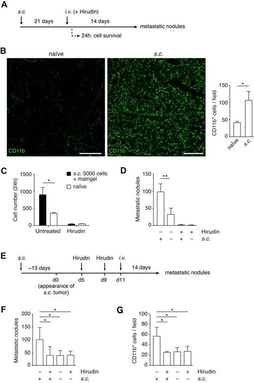 Figure 5. Coagulation is required for the establishment of the premetastatic niche. (A) Experimental design to study the role of TF in the premetastatic niche. C57BL/6 mice were subcutaneously implanted with B16F10-wt cells and tumors allowed to grow for 21 days. Hirudin was administered intraperitoneally (20 mg/kg) 5 minutes before and 4 hours after intravenous injection of B16F10-wt cells. Lungs were isolated after either 24 hours or 14 days after intravenous injection to score for either cell survival or number of metastatic lung nodules, respectively. (B) Immunohistochemistry against CD11b (AlexaFluor-488, green) in lung sections 14 days after the subcutaneous implantation of 5 × 103 B16F10-wt tumor cells, before either intravenous injection or hirudin treatment. CD11b+ cells per field were scored from tiled images, acquired with a confocal microscope, from naive and primary tumor-bearing mice; n = 3 mice, ≥ 15 single fields analyzed per mouse, extracted from ≥ 8 tiled images (Mann-Whitney). Scale bars represent 400 μm. (C) At 21 days after subcutaneous implantation of 5 × 103 B16F10-wt cells with Matrigel (growth factor-reduced), mice were treated with hirudin as described in panel A and intravenously injected with 2.5 × 105 CMFDA-stained B16F10-wt cells. Lungs isolated after 24 hours were sectioned, and the number of tumor cells per section was scored under an epifluorescence microscope; n = 3 mice, 9 nonconsecutive sections analyzed per mouse (Mann-Whitney). (D) At 21 days after subcutaneous implantation of 5 × 103 B16F10-wt cells, mice were treated with hirudin as described in panel A and intravenously injected with 2.5 × 105 unstained B16F10-wt cells. Lungs were isolated 14 days after and the number of metastatic lung nodules was scored; n = 3 mice (+s.c.; Mann-Whitney), n ≥ 9 mice (−s.c.; Mann-Whitney). (E-G) C57BL/6 mice were subcutaneously implanted with 5 × 103 B16F10-wt cells and pretreated with hirudin (20 mg/kg, intraperitoneally) on days 5 and 9 after palpable tumor growth (average of 12.6 days after implantation). On day 11, 2.5 × 105 B16F10-wt cells were intravenously injected, and lungs isolated 14 days later to score for metastatic lung nodules (F, n ≥ 5 mice, 1-way ANOVA and Tukey test). (G) The recruitment of CD11b cells to the premetastatic niche was analyzed by immunohistochemistry of lung sections from mice just before intravenous injection; n = 3 mice, ≥ 30 single fields analyzed per mouse (1-way ANOVA and Tukey test). (B-D,F-G) Data are mean + SD. *P < .05. **P < .01.