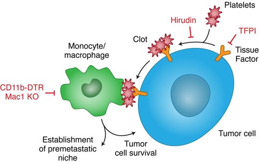 Figure 7. Recruitment of myeloid cells by TF-induced coagulation promotes metastasis. TF expressed in cancer cells triggers the coagulation cascade that results in thrombin formation, platelet activation, and fibrin deposition. The clots formed on the tumor cells serve to recruit a subset of monocytes/macrophages that are essential for in vivo tumor cell survival and for the establishment of a premetastatic niche. Prevention of clot formation, by inhibition of either TF (with TFPI) or thrombin (with hirudin), results in a decreased recruitment of monocytes/macrophages that perturbs tumor cell survival and the establishment of a premetastatic niche. Impairment of monocyte/macrophage function, in mice depleted of CD11b cells or in Mac1 KO mice, leads to the same consequences, despite the formation of clots on the tumor cells. Thus, TF and the monocyes/macrophages it recruits are potentially interesting targets in the treatment and prophylaxis of metastases.