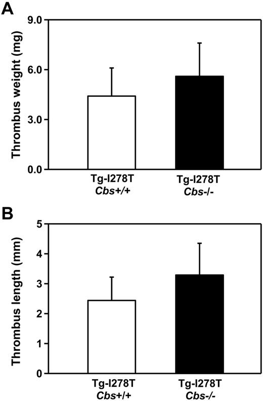 Figure 4. Susceptibility to venous thrombosis is not increased in Tg-I278T Cbs−/− mice. The (A) weight and (B) length of thrombus developed in the IVC after 48 hours of ligation was measured in 20-week-old mice (n = 10-11 mice per group). Values are mean ± SE.