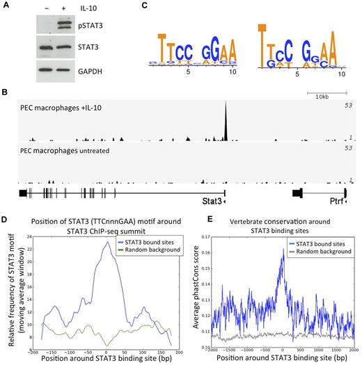 Figure 1. Properties of STAT3-binding sites genome-wide. (A) Western blot showing phosphorylation of STAT3 in response to IL-10 stimulation. PEC macrophages were treated with IL-10 for 4 hours and protein was extracted and blotted for total STAT3, phospho-Y705-STAT3 (pSTAT3), and GAPDH as a loading control. There are 2 bands for phospho-STAT3, in agreement with the manufacturer's example blots. (B) STAT3 binds to its own promoter in IL-10–treated macrophages, but not in untreated cells. This is a genomic view of the STAT3 ChIP-seq tag density around the Stat3 gene. (C) De novo motifs recovered by MDmodule from the STAT3 binding sites with a RefSeq gene within 2 kb (left motif), and by HOMER from the entire list of STAT3 binding sites (right motif). (D) The STAT3 motif is usually found close to the STAT3 ChIP-seq peak summit (as defined by MACS). (E) The average phastCons vertebrate conservation score at each base centered at the peak summit of the STAT3-bound sites.