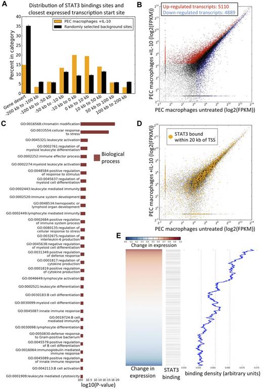 Figure 4. STAT3 binding positively regulates the expression of nearby genes. (A) Each STAT3 binding site was mapped to the nearest expressed RNA-seq TSS, and divided into categories based on its distance from the TSS. Twenty sets of randomly selected background sites were generated from the input control ChIP-seq library and similarly mapped relative to the RNA-seq data for comparison. (B) Scatter plot showing the expression values of all assembled transcript fragments. Expression is shown as the log2 of the FPKM, including up-regulated transcripts (red) and down-regulated transcripts (blue). (C) Summary of selected categories of over-represented GO terms as calculated by DAVID. Up-regulated genes (not transcripts) were used to determine GO term over-representation. The GO categories are listed on the left and ranked by their associated log10 P-values. (D) Scatter plot showing the association between putative STAT3 target genes and the values of the RNA-seq assembled transcripts. Transcript expression values are marked in orange if STAT3 is bound within 20 kb of the TSS. (E) Moving average plot of STAT3 binding sites. STAT3 is more probable to be bound in the vicinity of up-regulated genes. The red/blue panel shows the change in expression of each gene ranked from up-regulated to down-regulated transcripts. The black/white panel shows the presence (black) or absence (white) of STAT3 binding within 20 kb of the TSS of the transcript. Finally, the rightmost figure shows a moving average window of the density of STAT3 binding. The black dashed line is the mean, and the dashed red line represents 1 SD from the mean. STAT3 is more probable to be bound near the TSS of a gene that is up-regulated (red) as opposed to a down-regulated gene (blue).