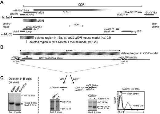 Figure 1. B-cell specific deletion of the 13q14-CDR in mice. (A) Schematic representation of the human 13q14 and mouse 14qC3 locus. Genes and their 5′-3′ orientation are indicated by thick arrows. The deleted regions in the MDR and miR-15a/16-1 mouse models described previously22 are indicated. Because in humans, KCNRG is encoded within an intron of DLEU2, the former gene is considered part of the human MDR. In mice, and in contrast to what is found in humans, dleu2, in addition to Kcnrg, also overlaps with dleu5 (exon 3 of dleu5 is located in the last intron of dleu2), thus making dleu5 part of the mouse MDR. (B) Schematic representation of the CDR targeting strategy (for details, see supplemental Figure 1-A1 to A4). Indicated are the expected fragments detected by Southern blot analysis after Flp-mediated recombination in mice, which generates an CDR-null allele, and after Adeno-Cre–mediated recombination in CDRfl/+ ES cells, which shows a ΔloxP fragment in addition to the targeted fragment, demonstrating the feasibility of deleting the 0.8-mb conditional CDR allele. Flow cytometric analysis of Adeno-Cre–treated CDRfl/+ ES cells shows that deletion of the CDR is accompanied by eGFP expression (for details, see supplemental Figures 1-2). (C) Deletion of the 0.8-mb loxP-flanked CDR allele in vivo. Southern blot analysis of SpeI-digested DNA from purified CD19+ B cells of CDRfl/+CD19-Cre and CDRfl/+ mice. CDRfl/+CD19-Cre mice show the WT allele and the allele after loxP-mediated deletion.