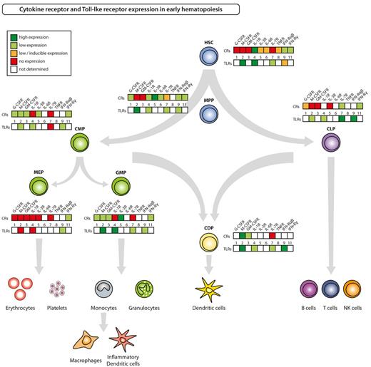 Figure 2. Cytokine receptor and Toll-like receptor expression in HSPCs. The figure summarizes current knowledge on expression of selected, inflammatory responses relevant cytokine receptors (CRs) and of TLRs on defined hematopoietic progenitor cell populations in steady-state adult mice. Respective references are given in supplemental Table 1.