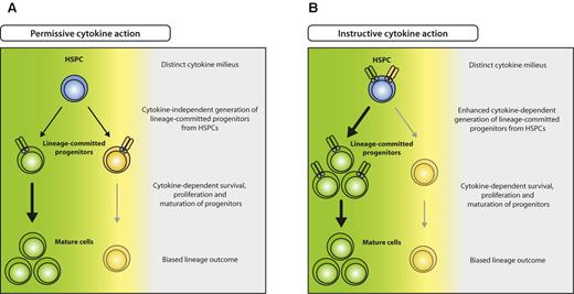 Figure 3. Model for permissive and instructive cytokine effects on HSPCs. (A) In the permissive model, HSPCs generate different lineage-committed progenitors (green and yellow) at intrinsically determined ratios, irrespective of external cues. Committed progenitors express lineage-specific cytokine receptors that transmit survival, proliferation, and maturation signals, resulting in selection of the appropriate progenitors and eventually biased lineage outcome (green), depending on the distinct cytokine milieu (green cytokine > yellow cytokine). (B) In the instructive model, unbiased HSPCs express different cytokine receptors specific for several lineages (green and yellow) and are instructed to differentiate to a lineage according to the cytokine milieu present (green cytokine > yellow cytokine).