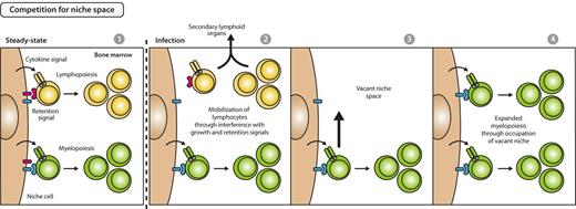 Figure 4. Model for competition for space between myelopoiesis and lymphopoiesis during emergency myelopoiesis. In steady state, early myelopoiesis and lymphopoiesis occupy the same niche space in BM, resulting in a stable myeloid to lymphoid ratio on the basis of the intrinsic fitness of the respective lineage to compete for growth and retention signals (first panel). Systemic infectious signals cause a reduced expression of lymphoid-supportive growth and retention signals and lead to lymphocyte mobilization from BM and recruitment to secondary lymphoid organs (second panel), thus creating vacant niche space (third panel). Consequently, BM myelopoietic precursors gain access to enhanced retention and growth stimuli, resulting in expansion of myelopoiesis and increased myeloid cell output (fourth panel).