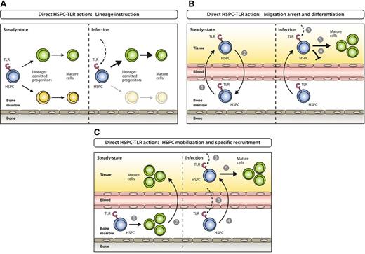 Figure 5. Models for direct activation of BM-resident or circulating HSPCs by PAMPs. (A) Steady-state hematopoiesis ensures homeostatic proliferation and differentiation of different hematopoietic lineages (left). In settings of systemic infection, PAMPs are elevated in circulation and reach the BM, where they directly act on TLR-expressing HSPCs and instruct enhanced generation of a lineage at demand (right). (B) Under steady-state conditions TLR-expressing HSPCs constantly leave the BM (1), enter systemic circulation, perambulate peripheral tissues and some re-home to the BM (2). On the encounter of invading pathogens in peripheral tissues (3), pathogen-mediated triggering of TLRs on HSPCs induces migration arrest (4) and promotes HSPC proliferation and differentiation to ensure local supply of myeloid effector cells (5). (C) In steady state, the majority of blood cell lineages develop in the BM (1) with mostly mature cells leaving (2) to eventually enter their destination tissues where they exert their effector functions. During the course of a systemic immune response when certain lineages are in high demand at specific sites, TLR ligation on lineage-committed progenitors in the BM (3) causes mobilization from the BM and recruitment to these sites (eg, lymph nodes; 4), where they proliferate and differentiate in response to local pathogen (5) to replenish consumed immune effector cells (6).