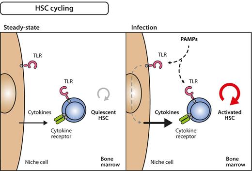Figure 6. Model for inflammation-induced HSC cycling. Under steady-state conditions, many HSCs are quiescent, that is, only infrequently divide and generate progeny (left). During infection, however, quiescent HSCs become activated into the cell cycle (right). The signals that induce these processes can either be delivered directly on stimulation of TLRs on HSC by PAMPs or via indirect pathways involving growth factors that are secondarily released from PAMP-sensing bystander or niche cells. The relative importance of direct versus indirect influence on HSC division still needs to be determined.