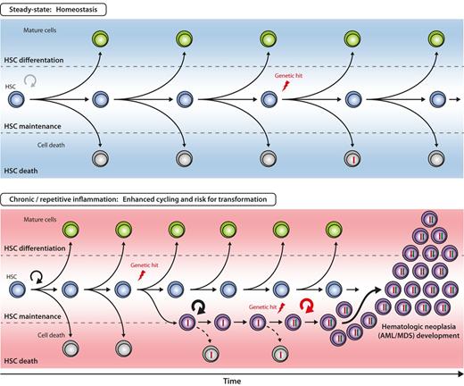 Figure 7. Hypothetical model for inflammation-enhanced malignant transformation in early hematopoiesis. The 3 principle outcomes of HSC divisions are self-renewal, differentiation, and death. The balance between these 3 cell fates is closely regulated to ensure balanced blood cell production over the lifetime of an individual. With increased proliferative history in the HSC compartment, the probability of acquiring genetic alterations (“hits”) in HSCs increases, but efficient counteractive mechanisms (eg, apoptosis, DNA repair) have evolved to remove or correct genetically altered HSCs from the pool (top). It can be hypothesized that under chronic or repetitive inflammation the likelihood of genetic hit acquisition and subsequent accumulation in HSC is increased by two major mechanisms: First, accelerated HSC cycling and self-renewal enhances the statistical probability of acquiring mutations during DNA replication. Second, genetically altered HSC clones are rescued by signals delivered from the inflammatory environment. Persistent and aberrant self-renewal of the respective HSC clone might enhance occurrence of further genetic hits, eventually, resulting in the development of HSC neoplasia, for example, acute myeloid leukemia/myelodysplastic syndrome (AML/MDS, bottom).