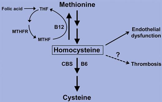Abnormal homocysteine metabolism is linked to vascular disease, including endothelial dysfunction, but is hyperhomocysteinemia sufficient to trigger thrombosis? Key components of the homocysteine pathway are shown. THF indicates tetrahydrofolate; MTHFR, methylene tetrahydrofolate reductase; and CBS, cystathionine-β-synthase.