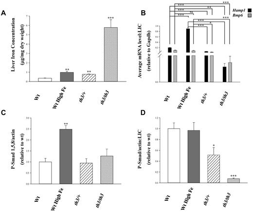 Figure 1. Bmp/Smad signaling is hyporesponsive to iron in β-thalassemic mice. (A) Liver iron concentrations (μg/mg dry weight) from wt mice fed a standard diet (200 ppm iron), wt mice fed a high iron diet (standard chow supplemented with 2.5% carbonyl iron), th3/+, and th3/th3 mice were determined by atomic absorption and are expressed as mean ± SEM. (B) Average fold difference in the transcription levels of the Bmp/Smad pathway member Bmp6 and target gene Hamp1 were normalized to LIC. Data were normalized to mouse Gapdh and are presented as the mean ± SEM (n ≥ 3). All averaged values are the product of duplicate determinations. (C) Chemiluminesence signals from Western blots of liver lysates reacted with antibodies to phosphorylated Smad 1,5,8 and to β-actin were quantified and data expressed as the mean ± SEM of their ratios. (D) Phosphorylated Smad 1,5,8 levels normalized to β-actin are expressed relative to LIC. Data are presented as mean ± SEM. Statistical significance was determined using the Student t test. *P ≤ .05, **P ≤ .01, ***P ≤ .001. Significance with respect to wt or iron-loaded wt values are indicated by the brackets.