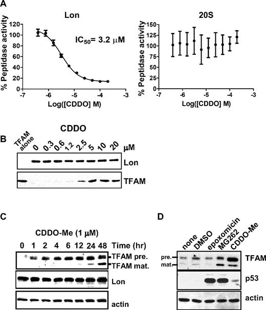Figure 2. CDDO inhibits purified Lon but not the purified 20S proteasome. (A) Human Lon (800nM monomer) or the 20S proteasome (4nM) were preincubated for 1 hour at 37°C in the presence or absence of CDDO at the indicated concentrations, after which ATP (2 mM) and the fluorogenic dipeptide, AA2-Rh110 (6μM) were added and incubated for 3 hours at 37°C before fluorescence values were measured. (B) Purified Lon (300nM monomer) was pre-incubated in the presence or absence of CDDO at the indicated concentrations for 1 hour at 37°C, after which ATP (2mM) and TFAM (60nM) were added for 1 hour at 37°C. Samples were immunoblotted for TFAM and Lon. (C-D) Cell extracts (20 μg) from HeLa ρ0 cells treated with or without CDDO-Me (1μM; C); or, with or without epoxomicin (5μM), MG262 (5μM), CDDO-Me (1μM) or DMSO vehicle for 24 hours (D). Samples were immunoblotted with antibodies recognizing TFAM, Lon, actin, or p53.