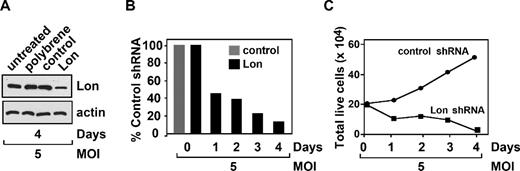 Figure 5. Lon knockdown in Granta cells leads to cell death. Granta cells (2 × 105) were transduced with lentivirus particles (MOI 5) for the expression of control or Lon shRNAs. (A) Four days after transduction, cell extracts from untreated, polybrene-treated Granta cells, control shRNA, and Lon shRNA transduced Granta cells were immunoblotted with antibodies recognizing Lon or actin. (B-C) During a 4-day time course, cell viability was scored using trypan blue dye exclusion. The values are represented as the percentage of Lon shRNA viable cells relative to control, which was 100% (B). The total number of viable cells at the individual time-points was plotted over the 4-day time course (C). Results are representative of at least 3 independent experiments.