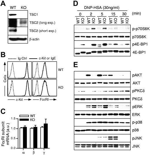 Figure 1. FcεRI-mediated signaling in TSC1-deficient mast cells. (A) Immunoblot analysis of whole-cell lysates of WT and TSC1KO BMMCs (exp indicates exposure). (B) Flow cytometry of the surface expression of FcεRI and c-Kit (solid lines). Dotted line indicates control Ig staining. (C) qRT-PCR analysis for FcεRI subunits, α, β, γ and chains. Bar graphs represent mean ± SEM (au indicates arbitrary unit). (D) mTORC1 signaling induced by FcεRI stimulation. BMMCs were sensitized for 4 hours with IgE in IL-3-free media and rested for 1 hour in Tyrode buffer before stimulation with DNA-HSA. Phosphorylation levels of mTORC1 signaling molecules were assessed by immunoblot analysis with specific anti–phospho-antibodies as indicated. (E) Akt, PKCδ, and MAPK signaling events after FcεRI-stimulation. Total protein was used as a loading control. Data are representative of 5 experiments.