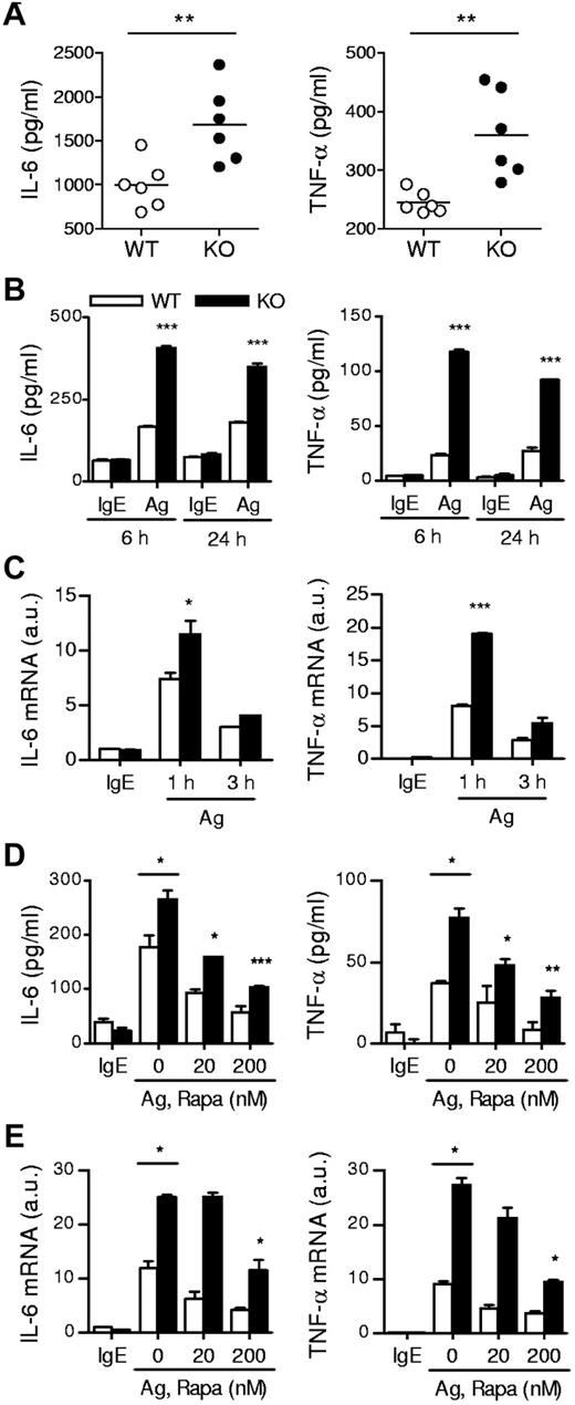 Figure 3. IgE-mediated cytokine production in TSC1-deficient mice. (A) In vivo cytokine production on IgE-mediated PSA. Mice were sensitized and challenged as described in Figure 2C. IL-6 and TNFα in plasma 180 minutes after challenge were determined by ELISA. (B) ELISA for IL-6 and TNF-α production by BMMCs. IgE-sensitized cells were cross-linked with 30 ng/mL DNP-HSA (Ag) for 6 and 24 hours. (C) qRT-PCR analysis of mRNA encoding IL-6 and TNF-α after 1 and 3 hours of stimulation with Ag. (D) Effects of rapamycin on cytokine production. WT and TSC1KO BMMCs were stimulated with DNP-HSA for 6 hours in the presence or absence of rapamycin as indicated, and IL-6 and TNF-α in supernatants were measured by ELISA. (E) qRT-PCR of IL-6 and TNF-α transcripts after 1 hour of stimulation with DNP-HSA in the presence or absence of rapamycin. Data shown are representative of 5 experiments and bar graphs display mean ± SEM (au indicates arbitrary unit; *P < .05; **P < .01; ***P < .001).