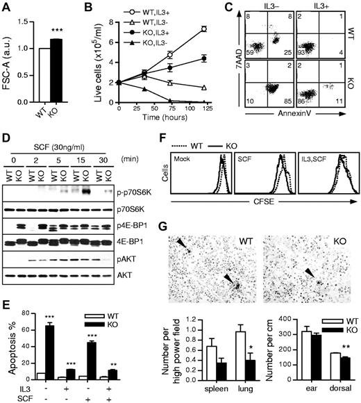 Figure 4. Loss of TSC1 increases mast cell apoptosis. (A) Increase in size of TSC1KO BMMCs determined by FACS analysis. Mean ± SEM of forward cell scatter (FCS-A) of 3 samples are shown. (B) Increased death of TSC1KO BMMCs. WT and TSC1KO BMMCs were cultured in the presence or absence of IL-3 for the indicated time. Viable cells were counted by trypan blue exclusion. Data shown are mean ± SEM from 3 paired samples. (C) Increased apoptosis of TSC1KO BMMCs. BMMCs were stained with annexin V and 7AAD after 48 hours IL-3 depletion. (D) mTORC1 signaling induced by SCF stimulation. BMMCs were rested for 1 hour in Tyrode buffer before stimulation with SCF (30 ng/mL). Phosphorylation of p70S6K, 4E-BP1, and Akt were assessed by immunoblot. Blots were stripped and probed for total protein control. (E) Increased death of TSC1KO BMMCs cultured in SCF. Cells were cultured at the indicated conditions for 30 hours and stained with annexin V. (F) Mast cell proliferation. CFSE-labeled WT and TSC1KO BMMCs were cultured in the presence of IL-3, SCF, or SCF ± IL-3 for 72 hours followed by FACS analysis. (G) Mast cell numbers in the spleen, lung, and skin. Mast cells in the spleen, lung, dorsal skin, and ears were stained with toluidine blue and were counted under a light microscope. WT and TSC1f/f-ERCre+ mice were injected with tamoxifen on days 1, 2, and 5 and were euthanized for harvesting spleen, lung, dorsal skin, and ear on day 14. Data shown are mean ± SEM of 4 to 7 mice. Top panels, representative toluidine blue staining of spleen thin sections. Bar graphs represent mean ± SEM of mast cell numbers per high power field (400×) from multiple mice. Data shown are representative of at least 3 experiments (**P < .01; ***P < .001).