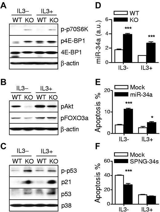Figure 5. TSC1 deficiency increases p53 activity and miR-34a expression in mast cells. (A) Increased mTORC1 activation in TSC1KO BMMCs. Cell lysates from IL-3 sufficient or depleted cultures for 10 hours were analyzed by immunoblot with the indicated antibodies. (B) Decreased mTORC2 and Akt activities in TSC1KO BMMCs. Akt Ser473 and Foxo3a Ser318/321 phosphorylation was detected as in panel A. (C) Increased p53 phosphorylation and accumulation in TSC1KO BMMCs. (D) Expression of miR-34a. Total RNAs from IL-3 sufficient or depleted for 6 hours were isolated and miR-34a expression was determined by qRT-PCR after reverse transcription. (E) Overexpression of miR-34a promotes mast cell death. WT BMMCs were transduced with lentivirus encoding GFP plus primary miR-34a. After 72 hours, the cells were grown in IL-3–depleted media for 24 hours, and then stained with annexin V and 7AAD. Data shown are mean ± SEM of annexin V–positive apoptotic cells from multiple samples. (F) Effect of miR-34a neutralization on death of TSC1KO BMMCs. TSC1KO BMMCs were infected with lentivirus encoding GFP plus sponge for miR-34s (SPNG-34s). After 24 hours culture in IL-3 depleted media, the cells were stained, analyzed, and graphically presented of annexin V–positive apoptotic cells from multiple samples (mean ± SEM; *P < .05; ***P < .001).