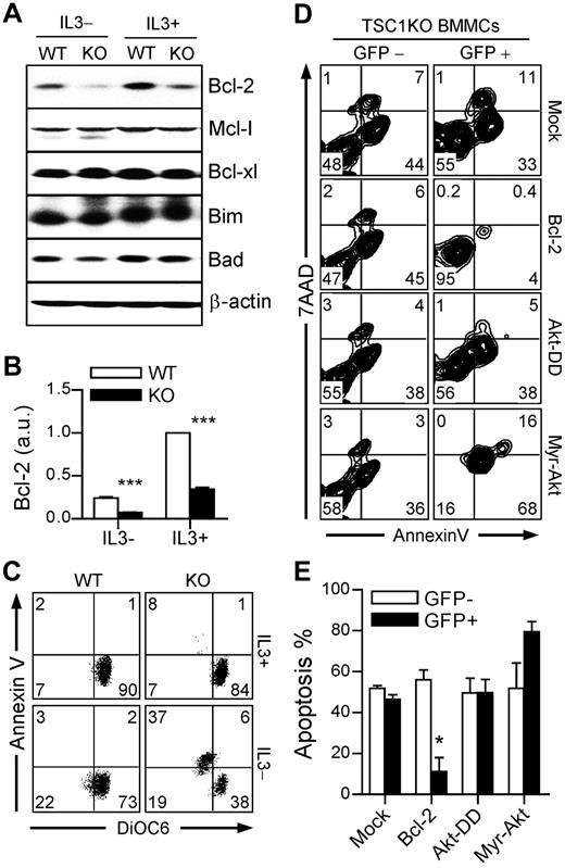 Figure 6. Decreased Bcl-2 expression contributes to TSC1-deficient mast cell death. (A) Bcl-2 family protein expression. Cell lysates from IL-3 sufficient or depleted cultures for 10 hours were analyzed by immunoblot with the indicated antibodies. (B) qRT-PCR to determine Bcl-2 mRNA expression. (C) Decreased mitochondrial potential in TSC1KO BMMCs. Analysis of ΔΨ by flow cytometry using DiOC6. (D-E) Rescue of TSC1KO BMMCs from death by expressing Bcl-2 but not CA-Akt. TSC1-deficient BMMCs were infected with retroviruses encoding GFP plus Bcl-2, Akt-DD, or Myr-Akt. GFP-positive populations were used to determine virus-infected cells. After 48 hours incubation in media without IL-3, cells were stained and analyzed. (D) Representative FACS plots. (E) Graphical presentation of annexin V–positive apoptotic cells. Data shown are representative of 3 experiments (*P < .05; ***P < .001).