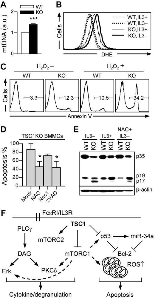 Figure 7. TSC1 deficiency promotes IL-3 depletion-induced mast cell apoptosis via ROS. (A) Increase of mitochondrial contents in TSC1KO BMMCs. Relative mitochondrial to nuclear DNA contents were analyzed by qRT-PCR using specific primers for 12S rRNA for mtDNA and 18S rRNA for nuclear DNA. (B) Increased ROS levels in TSC1KO BMMCs. ROS were analyzed by flow cytometry using DHE in the presence or absence of IL-3. (C) Hypersensitivity of TSC1KO BMMCs to H2O2-induced apoptosis. BMMCs were treated with H2O2 (100μM) in the presence of IL-3 for 24 hours, and then stained with annexin V. (D) Effect of ROS scavenger and pan-caspase inhibitor on IL-3 withdrawal-induced cell death in TSC1-deficient mast cells. TSC1KO BMMCs were cultured in IL-3–depleted media with the supplement of NAC (2mM), Nec1 (50μM), and zVAD (50μM). Annexin V–positive cells was measured by flow cytometry (mean ± SEM; *P < .05). (E) Increased caspase-3 cleavage in TSC1KO BMMCs. Cell lysates were subject to immunoblot using anti–caspase-3 antibody 24 hours after IL-3 withdrawal with or without NAC (2mM). p35 indicates procaspase-3; p19, partly processed caspase 3 fragment; and p17, fully cleaved, active form of caspase 3. Data shown are representative of 2 to 3 experiments. (F) Model for TSC1 function in mast cells. TSC1 inhibits mTORC1 as well as Erk1/2 and PKCδ but promotes mTORC2 activation in mast cells. Enhanced mTORC1, Erk1/2, and PKCδ activities in the absence of TSC1 may enhance mast cell cytokine production. However, TSC1 deficiency impairs mast cell degranulation. Furthermore, TSC1 inhibits p53/miR-34a and decreases the copy number of mitochondria, leading to increased Bcl-2 expression and decreased ROS levels to promote mast cell survival.