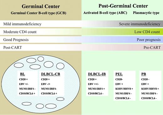 Figure 1. A model for the histogenesis of HIV-associated lymphomas showing molecular and viral pathogenesis and DLBCL taxonomy. BL indicates Burkitt lymphoma; DLBCL, diffuse large B-cell lymphoma; CB, centroblastic; IB, immunoblastic; PEL, primary effusion lymphoma; and PB, plasmablastic lymphoma.