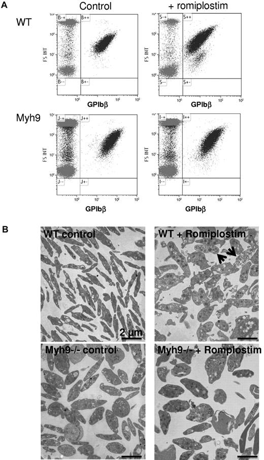 Figure 2. Romiplostim-induced increase in circulating platelet debris. (A) Presence of GPIbβ-positive debris as observed by flow cytometry in the romiplostim-treated WT mice. (B) Transmission electron microscopy shows platelet ultrastructure of romiplostim-treated animals compared with controls. Arrows show poorly contrasted platelets in the romiplostim-treated WT mice.