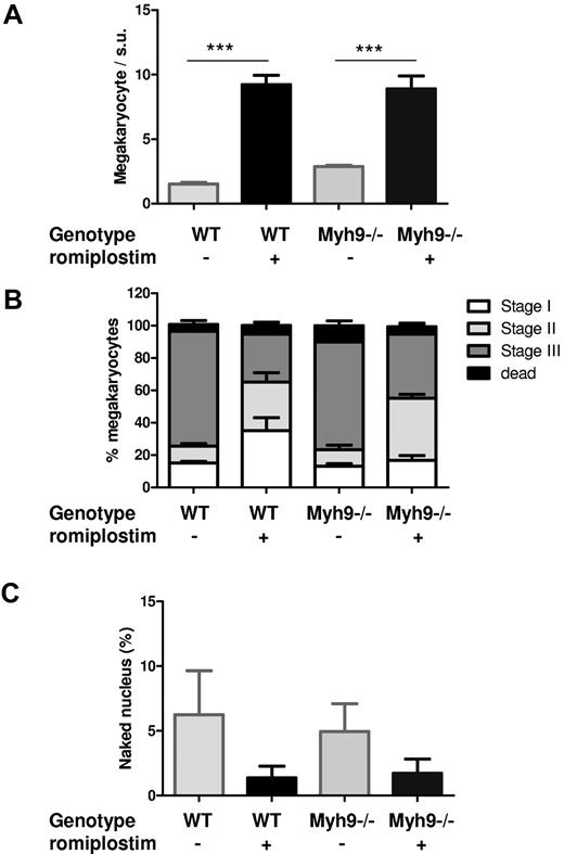 Figure 4. Romiplostim-induced an increase in immature MKs. (A) Quantification of BM MKs as observed by electron microscopy, per surface unit (s.u.; 12 945 μm2). Each bar represents the mean ± SEM of 3 BMs, for a total number of 99-205 counted MKs. (B) Classification of the MKs according to their maturation stages: stage I (presence of granules), stage II (developing DMS not yet organized), stage III (DMS organized in platelet territories). Data are represented as the percentage of total MKs. (C) Quantification of naked MK nuclei inside the BM. Each bar represents the percentage of naked nuclei relative to the total number of MKs counted.