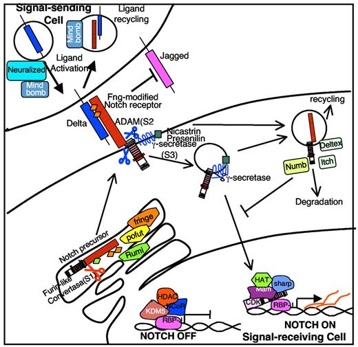 Figure 1. The Notch signaling pathway. Signal-sending Cell: Functional Notch ligands are ubiquitinated by the E3-ubiquitin ligases mindbomb or neuralized. After ligands interact with the Notch receptor, the ligand and the extracellular part of Notch are endocytosed, and ligands may be degraded or recycled. Signal-receiving Cell: The Notch mRNA is translated as a precursor protein, which is cleaved by a furin-like convertase in the Golgi apparatus to produce a functional heterodimeric receptor. During endoplasmic reticulum/Golgi transit, Notch is modified by different glycosyltransferases (Rumi/poglut, pofut, fringes). In cells that express fringe, specific sugar moieties (diamonds) are conjugated to confer higher affinity to Delta-type ligands. After ligand binds to the EGF-like repeats of the Notch extracellular domain, an ADAM metalloprotease cleaves Notch at the S2 site, removing most of the extracellular domain. The membrane-tethered intracellular domain is then cleaved by the Presenilin complex at site S3, either in the plasma membrane or after endocytosis, freeing the Notch intracellular domain (ICN). ICN translocates to the nucleus, displaces the corepressor complex, associates with RBP-J, and recruits coactivators, such as Mastermind. ICN becomes monoubiquitylated (Ub), targeting the receptor for degradation. Several E3 ubiquitin ligases (Deltex, Nedd4, Su(Dx)/Itch, Cbl) can direct Notch receptor trafficking toward lysosomal degradation or toward recycling. Numb can also promote Notch degradation in daughters of an asymmetrically dividing cell.