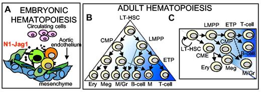 Figure 2. Pleiotropic Notch functions in the hematopoietic system. (A) Notch is required during hematopoietic development to generate HSCs in the AGM. This process takes place in the aorta endothelium and is dependent on the Jagged1 ligand and the Notch1 receptor. Endothelial-like pre-HSCs or HSCs are the putative target of Notch activation (light green). (B-C) Models of Notch signaling in hematopoietic differentiation. (B) Notch is involved at different steps of differentiation of the hematopoietic lineages. The classic hierarchical model of the hematopoietic tree is here adapted to the concept that a gradient of Notch activation or signaling determines the different types of hematopoietic cells. (C) A hematopoietic potential restriction model107 in which lineage restriction is determined by Notch doses. HSCs progressively lose their capacity to generate different lineages concomitantly to different exposure to Notch doses. Intensity of the blue color represents a speculative gradient of Notch activity. Dashed lines represent cell potential to become a specific cell type. Solid lines represent progression through normal hematopoietic development. LT-HSC indicates long-term HSCs; CMP, common myeloid progenitor; LMPP, lymphoid/myeloid potential progenitor; CME, common megakaryocyte-erythroid progenitor; ETP, early T-progenitor; Ery, erythrocyte; Meg, megakaryocyte; and M/Gr, macrophage/granulocyte.