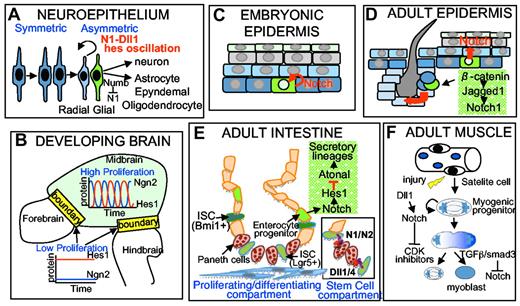 Figure 3. Notch-dependent mechanistic strategies for stem cell maintenance and differentiation. (A) Neuronal differentiation in the developing neuroepithelium is dependent on an asymmetric cell division in which Numb is asymmetrically distributed and inhibits Notch signaling in one of the cells to permit neuronal differentiation. (B) In the developing brain, Notch controls the oscillation of downstream genes (hes1 and Ngn2) that allows controlled proliferation and differentiation waves in the midbrain compartment. In the boundary (green boxes), Hes1 protein levels are sustained, Ngn2 levels are low, and proliferation and neuron formation are inhibited.141 (C) Notch promotes cell proliferation in the basal layer of the embryonic epidermis, however, in adult epidermis. (D) Notch is inhibiting proliferation and inducing differentiation of the interfollicular basal layer. In the bulge, Notch and Jag1 are regulating epidermal stem cells by promoting the follicular stem cell fate downstream of Wnt/β-catenin. (E) Two types of ISCs have been identified: Lgr5+ proliferating cells and quiescent +4 cells (Bmi+). Lgr5+ cells are located at the bottom of the intestinal crypts, next to an intestinal secretory-type cell called Paneth cell. These cells are crucial ISC-niche elements, express Notch-ligands Dll1 and Dll4, and are required to maintain ISCs (probably through Notch activation). However, differentiation to the secretory lineage, including Paneth cells, requires Atonal, which is a target of Notch/hes1 repression, suggesting that generation of the ISC niche is under the control of ISCs through Notch. (F) Notch signaling induced by Delta1 is required for muscle regeneration on injury. The balance between Notch and TGFb/smad3 signals determines the levels of CDK inhibitors and the proliferative capacity of muscle progenitors.