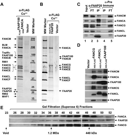 Figure 1. FAAP20 is a novel component of the FA nuclear core complex. (A) Silver-stained gel showing polypeptide bands isolated by 2-step purification, first purification using anti-FLAG (α-FLAG) and second purification using talon beads (Co++), from nuclear extracts of HeLaS3:vector or HeLaS3:His6FANCA/FLAG-FAAP100 cells. Polypeptides identified by MS analysis are indicated, including the novel 20 kDa polypeptide, FAAP20 (asterisk). (B) Silver-stained gel showing the polypeptide bands purified from nuclear extracts of HeLaS3:vector or HeLaS3:His6-FLAGFAAP20 using 2-step purification as described in panel A. Polypeptides identified by MS analysis are indicated. (C) Immunoblot of immunoprecipitated HeLa cell extract showing core-complex proteins present in IPs with anti-FAAP20 (lane 3), but absent in IPs with pre-immune serum (lane 4). FT is the flow-thru fraction. (D) Immunoblot showing FAAP20 coprecipitated in FLAG-IPs from HeLaS3:His6-FLAGFANCG, HeLaS3: His6-FLAGFANCL, and HeLaS3:His6-FLAGFAAP100 and not in HeLaS3:vector. (E) Immunoblot showing identical gel filtration profiles on cofractionation of FANCA, FANCG, and FAAP20 using a superose 6 gel filtration column.