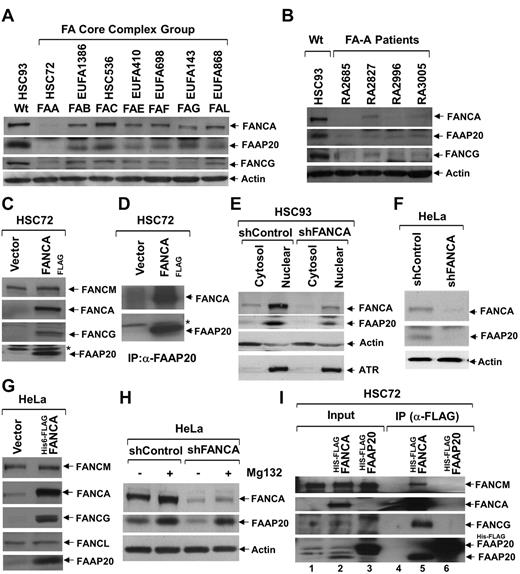 Figure 2. FANCA is required for stability of FAAP20. (A) Immunoblot showing levels of FANCA, FAAP20, and FANCG in various FA-patient-derived cells defective in one of the complementation groups (indicated above each lane); actin serves as loading control. In the absence of FANCA, FAAP20 amounts were negligible. (B) Immunoblot showing levels of FANCA, FAAP20, and FANCG from HSC93 WT cells and various FA-A patient-derived cells obtained from IFAR. FAAP20 amounts were negligible in the absence of FANCA. (C) Immunoblot showing that FAAP20 and FANCG but not FANCM are stabilized in FANCA-overexpressing HSC72 cells. A nonspecific band is indicated by an asterisk. (D) Immunoblot showing levels of FANCA and FAAP20 in IPs of HSC72 and HSC72:FANCAFLAG cell extracts. Negligible amount of FAAP20 was immunoprecipitated from HSC72 cells in the absence of FANCA. A nonspecific band is indicated by an asterisk. (E) Immunoblot showing levels of FANCA and FAAP20 in cytosol and nuclear extracts of HSC93:shControl and HSC93:shFANCA cells; actin and ATR serve as controls. FANCA and FAAP20 are predominantly in the nuclear fraction, and FANCA knockdown results in reduced levels of FAAP20. (F) Immunoblot showing levels of FANCA and FAAP20 in total lysates of HeLa:vector and HeLa:shFANCA cells. Knockdown of FANCA results in decreased FAAP20. (G) Immunoblot of HeLa cell lysates showing that FAAP20 and FANCG, but not FANCL or FANCM, are induced by overexpression of FANCA. (H) Immunoblot showing levels of FANCA and FAAP20 in total lysates of HeLa:shControl and HeLa:shFANCA cells cultured in the presence (+) or absence (−) of Mg132 protease inhibitor. Inhibition of the proteasome pathway results in increased FAAP20 levels, despite low levels of FANCA. (I) Immunoblot showing core-complex proteins in input and IP samples from HSC72 cells stably expressing His6-FLAGFANCA or His6-FLAGFAAP20. FAAP20 induced on FANCA expression was able to coprecipitate with FANCA and FAAP20 failed to interact with other core-complex proteins in the absence of FANCA.