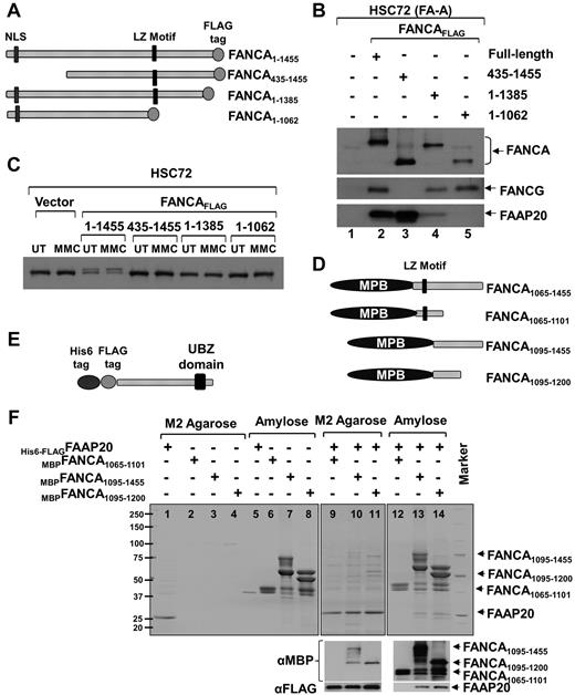 Figure 3. FAAP20 interact with FANCA in vivo and in vitro. (A) Schematic of FANCA deletion constructs expressed in HSC72 cells. Nuclear localization signal (NLS), leucine-zipper (LZ) motif and C-terminal FLAG tag are shown. (B) Immunoblot of FLAG IP showing that full-length FANCA and the N-terminal deletion interact with FAAP20, but the C-terminal deletion shows weak or no interaction. (C) Immunoblot showing FANCD2 mono-ubiquitination in MMC treated (MMC) or untreated (UT) HSC72 cells expressing various FANCA deletion fragments. Although full-length FANCA corrected the FANCD2 monoubiquitination defect in HSC72 cells, all 3 deletion constructs failed to do so. (D) Schematic of FANCA deletion constructs expressed in E coli cells. MBP is fused to N-terminus. (E) Schematic of FAAP20 full-length construct expressed in E coli. (F) Top panel: Coomassie-stained gel showing FAAP20 and FANCA purified from E coli cell lysate expressing His6-FLAGFAAP20 or MBPFANCA fragment or both using M2 agarose (FAAP20 target) or amylose (FANCA target) beads. MBPFANCA1065-1101 construct with the leucine-zipper motif failed to interact with FAAP20. MBPFANCA1095-1455 and MBPFANCA1095-1200 lacking the motif were able to interact with FAAP20. Bottom panel: immunoblot analysis using anti-MBP or anti-FAAP20 confirmed the identity of the bands as FANCA or FAAP20, respectively.