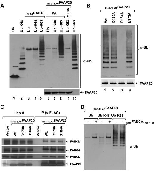 Figure 4. FAAP20 binds ubiquitin in vitro. (A) Immunoblot showing mono-ubiquitin (Ub), K-48 and K-63–linked ubiquitin chains. Interaction of M2-agarose bound His6-FLAGFAAP20 was tested with mono-ubiquitin, K-48 and K-63–linked ubiquitin chains. FAAP20 binds K-63 linked ubiquitin chains (lane 8), but not mono-ubiquitin (lane 6) or K-48 linked (lane 7). Mutation in the UBZ domain abolished binding (lane 9). RAD18 served as a positive control (lanes 3-5). (B) Immunoblot showing K-63- linked ubiquitin chains. Interaction of M2-agarose bound His6-FLAGFAAP20 WT (Wt) and various point mutants was tested with K-63–linked ubiquitin chains. FAAP20 constructs with single residue mutations in the UBZ domain, D164A mutation (lane 3) abolishes binding of FAAP20, whereas D162A (lane 2) and E173A (lane 4) bind K-63–linked chains. (C) Immunoblot showing no apparent difference between WT FAAP20 and UBZ mutant (C170A or D164A) binding to core-complex proteins. (D) Interaction of M2-agarose bound His6-FLAGFAAP20 alone (−) or in complex with MBPFANCA1065-1455 (+) was tested with mono-ubiquitin, K-48 and K-63–linked ubiquitin chains. No apparent difference was found in binding of FAAP20 with K-63–linked chains in the absence or presence of FANCA.