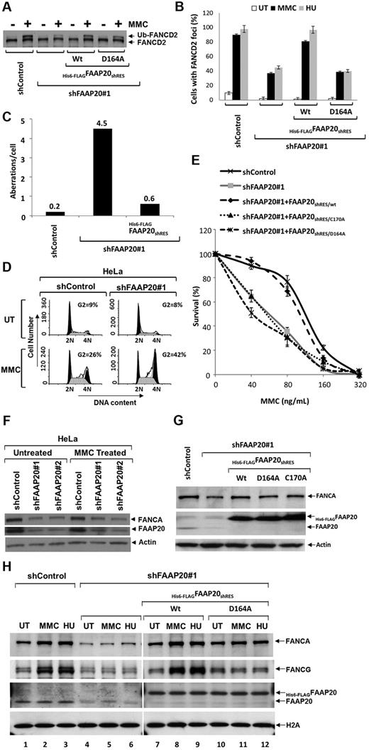 Figure 5. FAAP20 is required for activation of the FA pathway. (A) Immunoblot showing levels of FANCD2 mono-ubiquitination and FAAP20 in HeLa cells stably expressing shControl or shFAAP20#1 siRNAs. Knockdown of FAAP20 expression reduced levels of mono-ubiquitinated FANCD2 in cells treated with MMC or HU compared with UT cells. (B) Immunofluorescence analysis of FANCD2 nuclear foci. HeLa cells stably expressing shControl showed an induction of FANCD2 foci on MMC and HU treatment; knockdown of FAAP20 by shFAAP20#1 resulted in decreased foci formation. Expression of WT His6-FLAGFAAP20shRES/Wt rescues capacity to form foci but mutant His6-FLAGFAAP20shRES/D164A does not. The percentage of cells with 5 or more foci was determined by examining at least 150 cells. Data are presented as the average of 3 independent experiments with standard deviations. (C) Bar diagram showing chromosome aberrations analysis data. Human HSC93 lymphoblast cells stably expressing control shRNA (shControl), shFAAP20 or shFAAP20, and His6-FLAGFAAP20shRES together were analyzed for diepoxybutane-induced chromosomal aberrations like breaks, gaps, and radials. Compared with shControl cells, shFAAP20 cells showed higher number of aberrations per cell and this phenotype was rescued by expressing wildtype FAAP20 resistant to shRNA. Fifty metaphase spreads were prepared and scored for chromosomal aberrations as described in supplemental Methods. (D) Cell-cycle analysis of PI and RNase-stained HeLa:shControl and HeLa:shFAAP20#1 cells that were left UT or treated with MMC for 24 hours. HeLa:shFAAP20#1 MMC treated cells showed an increased number of cells in G2 phase compared with HeLa:shControl MMC treated cells. (E) MMC survival curve showing that reduced FAAP20 expression results in increased sensitivity to MMC; control levels of MMC sensitivity are restored by expressing FAAP20shRES/wt, but not FAAP20shRES/C170A or FAAP20shRES/D164A mutants. Data represent percent survival, compared with untreated, MMC-naive cells. Each experiment was performed in triplicate, and mean values are shown with standard deviations, derived by comparing each dose to no MMC (0 value on the x-axis). (F) Immunoblot showing that FANCA is reduced when FAAP20 is knocked down using either of 2 shRNAs. (G) Immunoblot showing FANCA is reduced when FAAP20 is knockdown and the reduced levels can be rescued by expressing either WT (WT) or 1 of 2 FAAP20 mutants (D164A or C170A). (H) Immunoblot showing chromatin association of FANCA, FANCG, and FAAP20. HeLa:shControl cells treated with MMC or HU exhibited increased association of both FANCA and FANCG with chromatin, compared with UT cells (lanes 1-3). In contrast, HeLa cells depleted of FAAP20 showed reduced FANCA-chromatin association (lanes 4-6). Induction of chromatin association of FANCA in FAAP20 depleted cells can be rescued by ectopic expression of WT FAAP20 (lanes 7-9), but not by the FAAP20D164A mutant (lanes 10-12) suggesting FAAP20-ubiquitin binding activity is required for chromatin association of FANCA and FANCG on DNA damage.