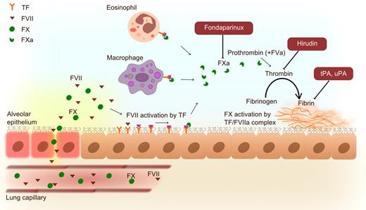 Figure 2. Activation of bronchoalveolar coagulation in asthma with interventions examined in the murine ovalbumin allergic lung inflammation model. Plasma (containing clotting factors, such as FVII and FX) leaks from lung capillaries as a consequence of the inflammatory response. TF expression on epithelial cells, eosinophils, and macrophages initiates intra-alveolar coagulation by activation of FVII (which can also be produced by epithelial cells). Interventions with the anticoagulants fondaparinux (FXa inhibitor) and hirudin (thrombin inhibitor) and the plasminogen activators tPA and uPA improve the disturbed pulmonary hemostatic balance and concurrently diminish allergic inflammation and asthma parameters in experimental settings.